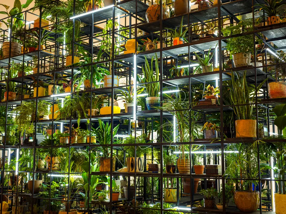 A lit grid of potted green